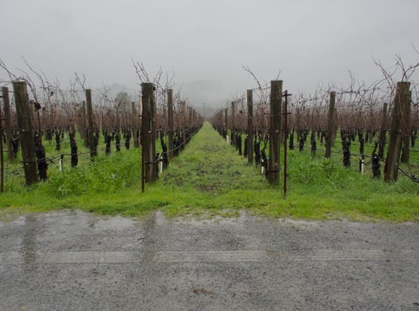 Vineyards in Sonoma