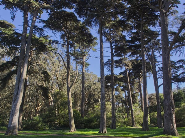 Trees in Golden Gate Park